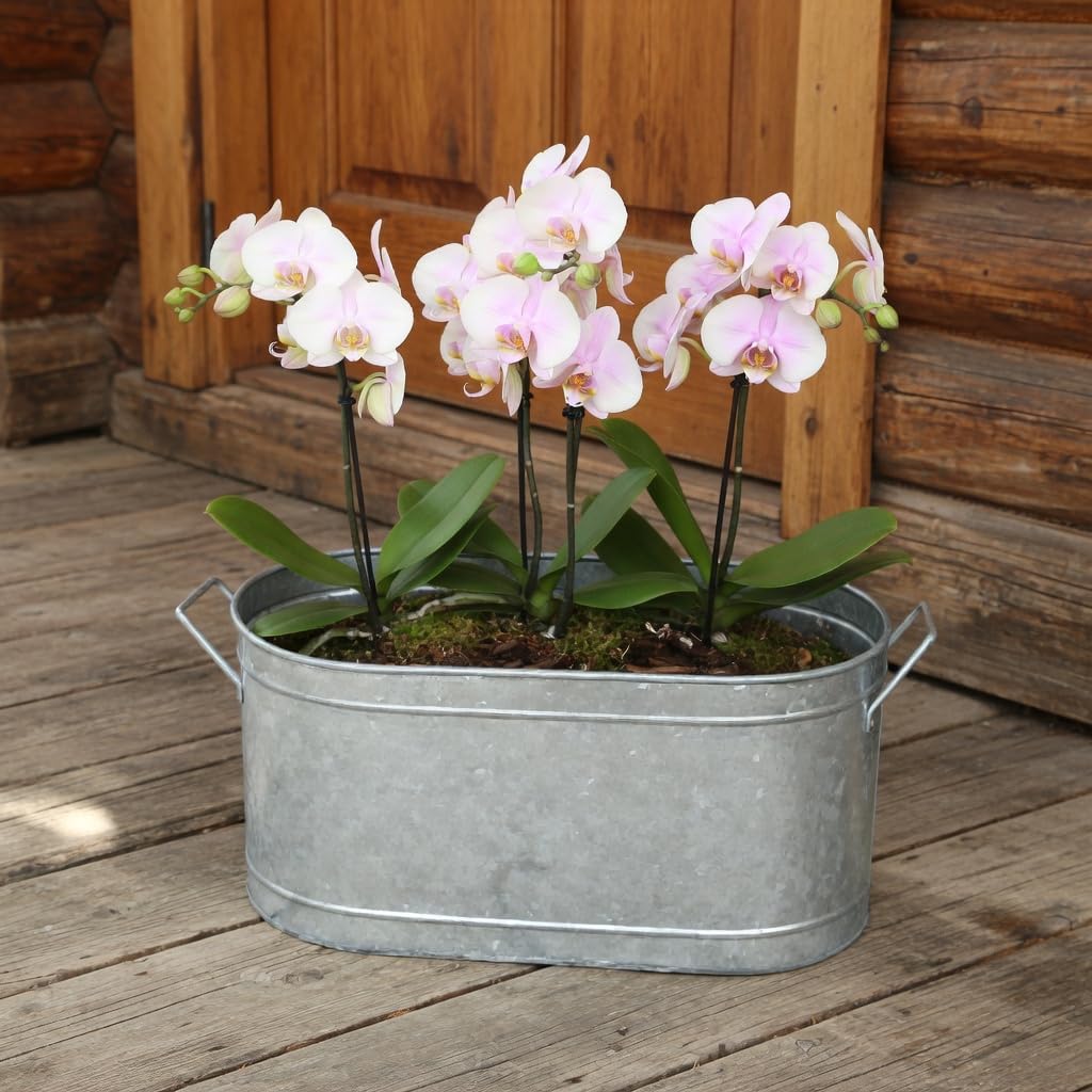 Hosley Galvanized Carry All Kitchen Utensil Caddy Serve Ware 13 Inch Long. Ideal for Floral Arrangements Party Garden Patio. O4