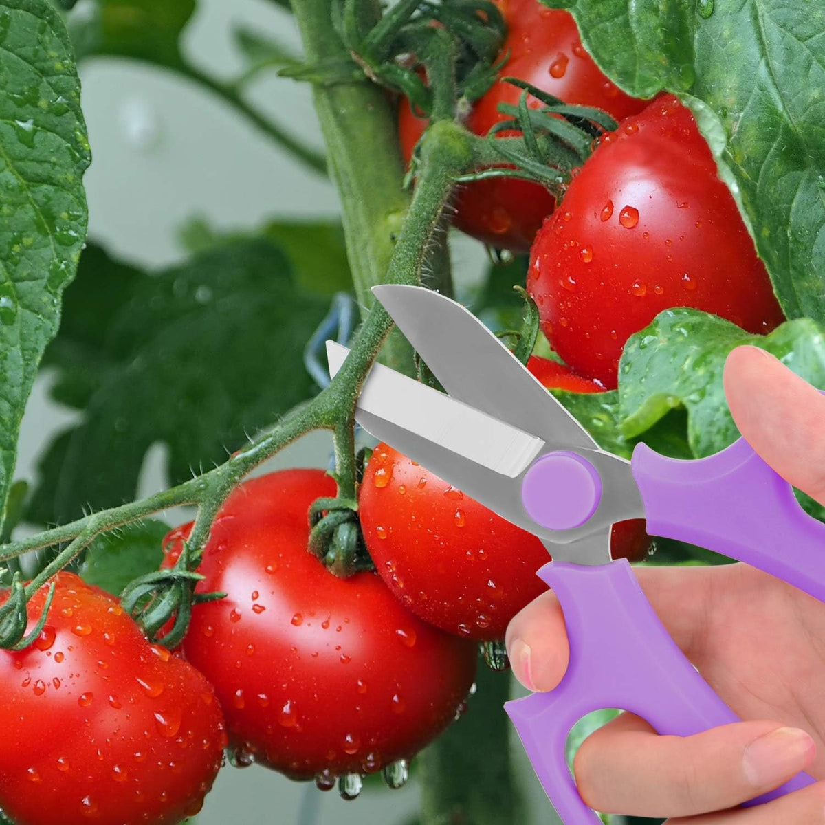 Housolution Flower Scissors, Premium Steel Garden Pruning Shears, Pink