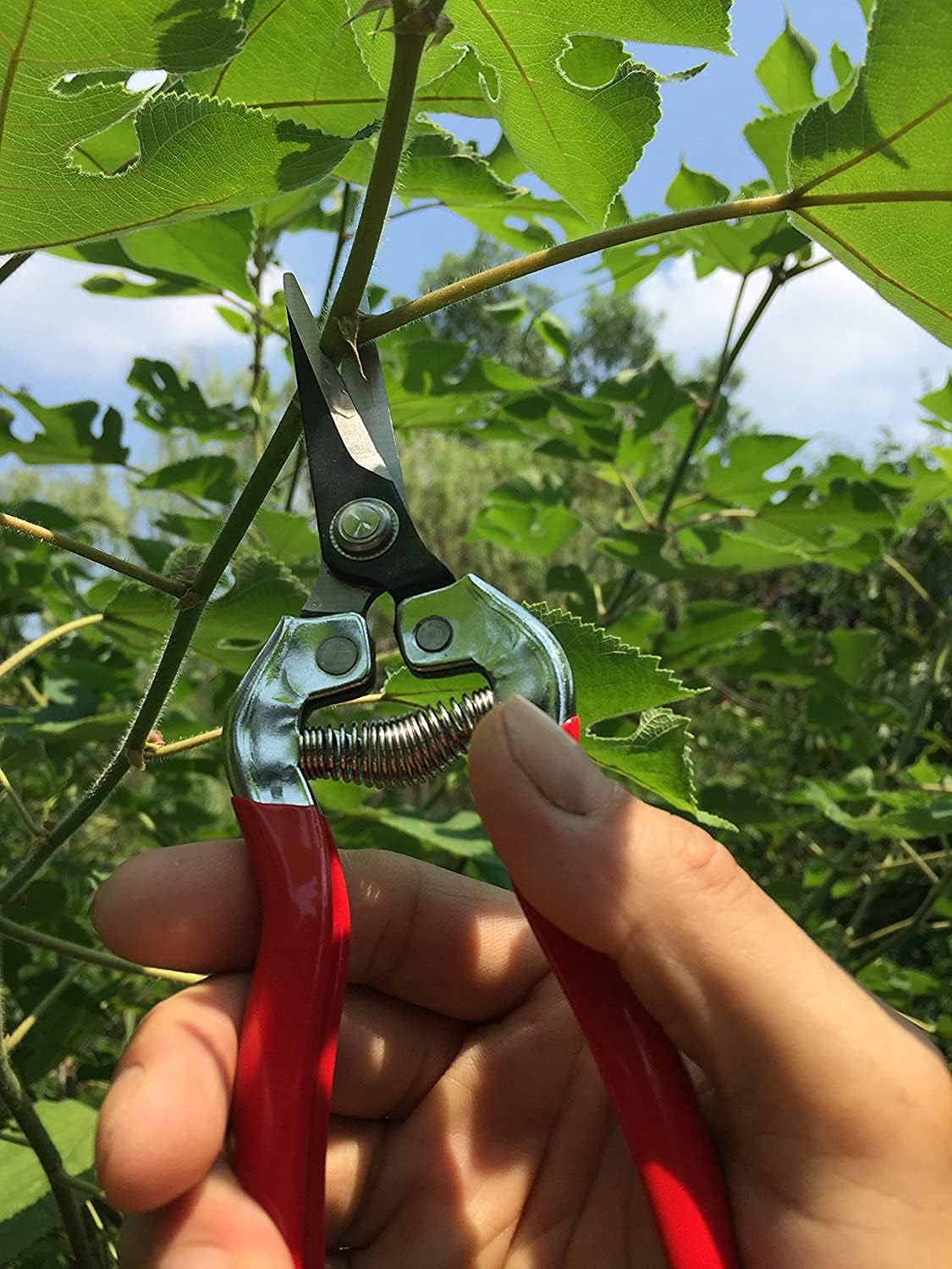 gonicc 8" Professional Premium Bypass Titanium Pruning Shears(GPPS-1003)