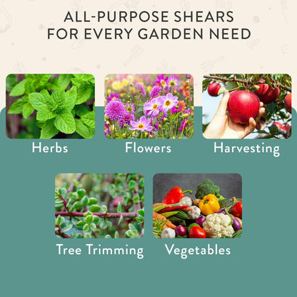 Modern Sprout Pruning Shears - Garden Snips - Herb Scissors - Sage 1-Pack
