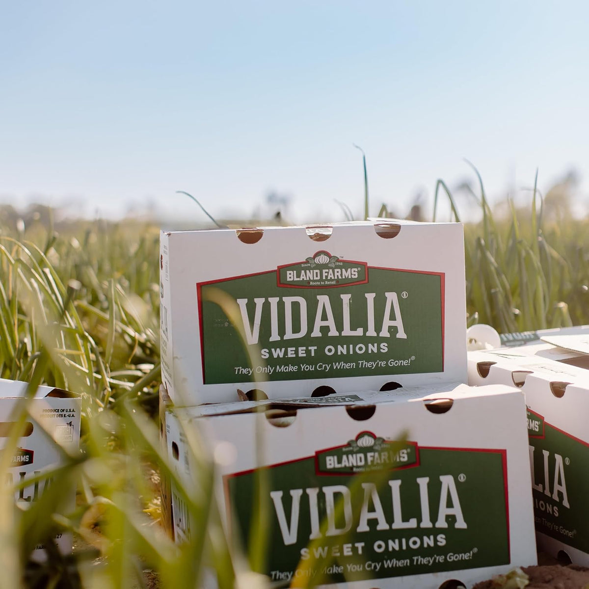 Vidalia Brands Microwave Onion Cooker | Bland Farms