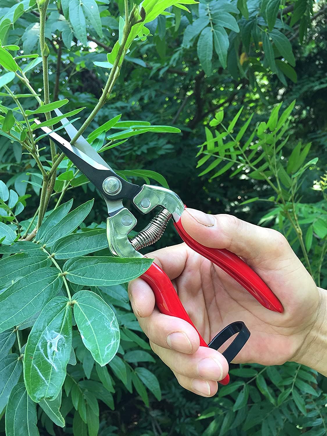 gonicc 8" Professional Premium Bypass Titanium Pruning Shears(GPPS-1003)